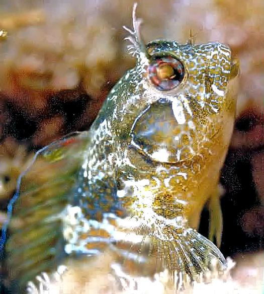 Parablennius incognitus_03